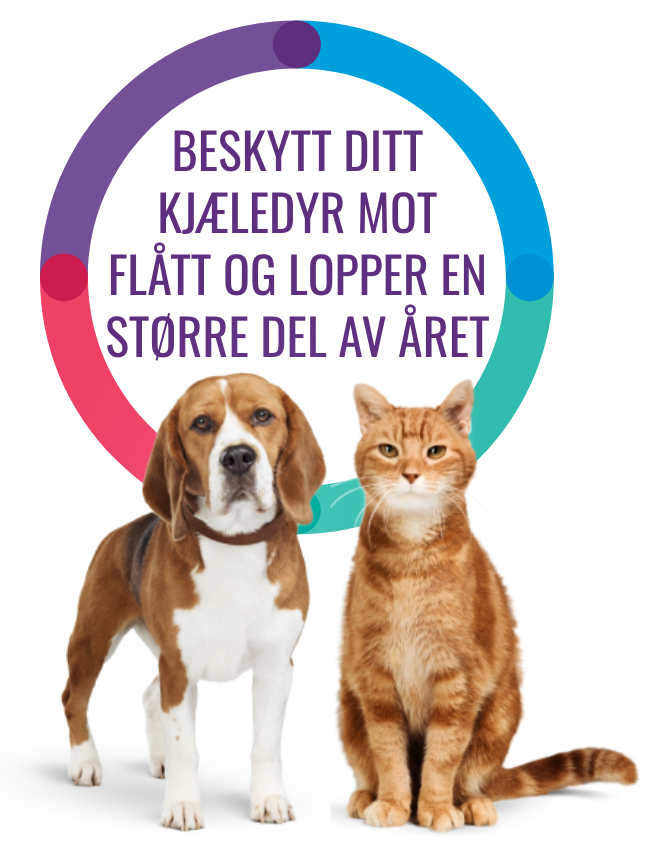 Beskytt ditt kjæledyr mot flått og lopper hele året